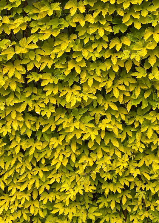 Humulus lupulus 'Aureus' - Golden Hops