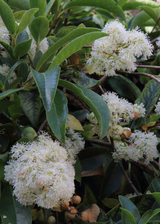Hydrangea serratifolia - Evergreen Climbing Hydrangea