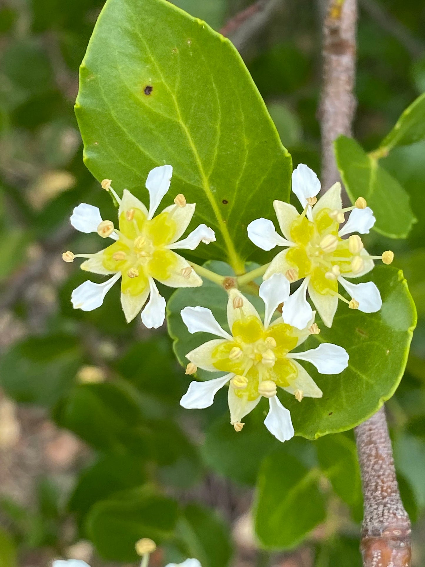 Quillaja saponaria - Chilean Soapbark Tree