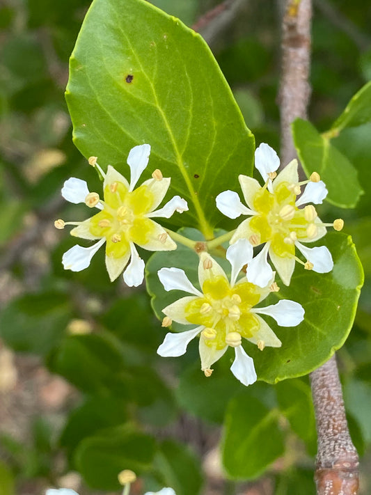 Quillaja saponaria - Chilean Soapbark Tree