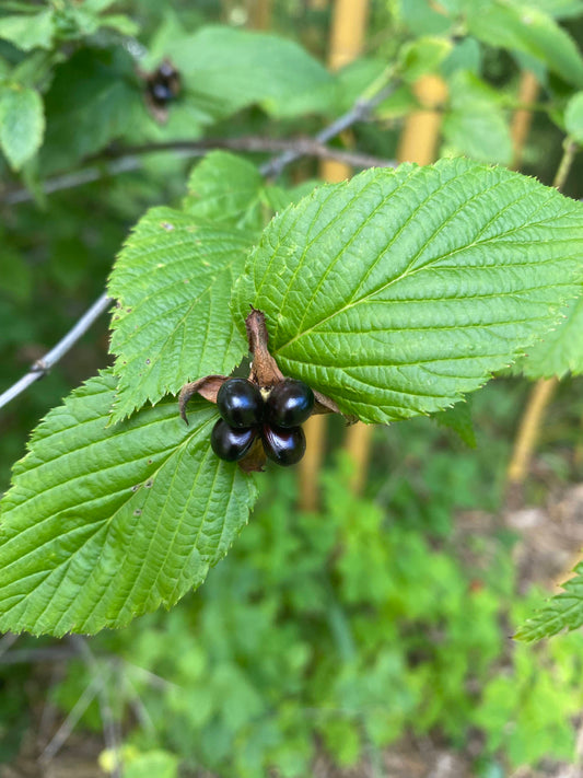 Rhodotypos scandens - Jetbead