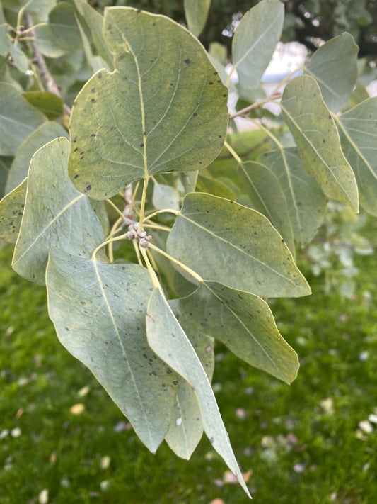 Populus euphratica - Euphrates Poplar or Desert Poplar