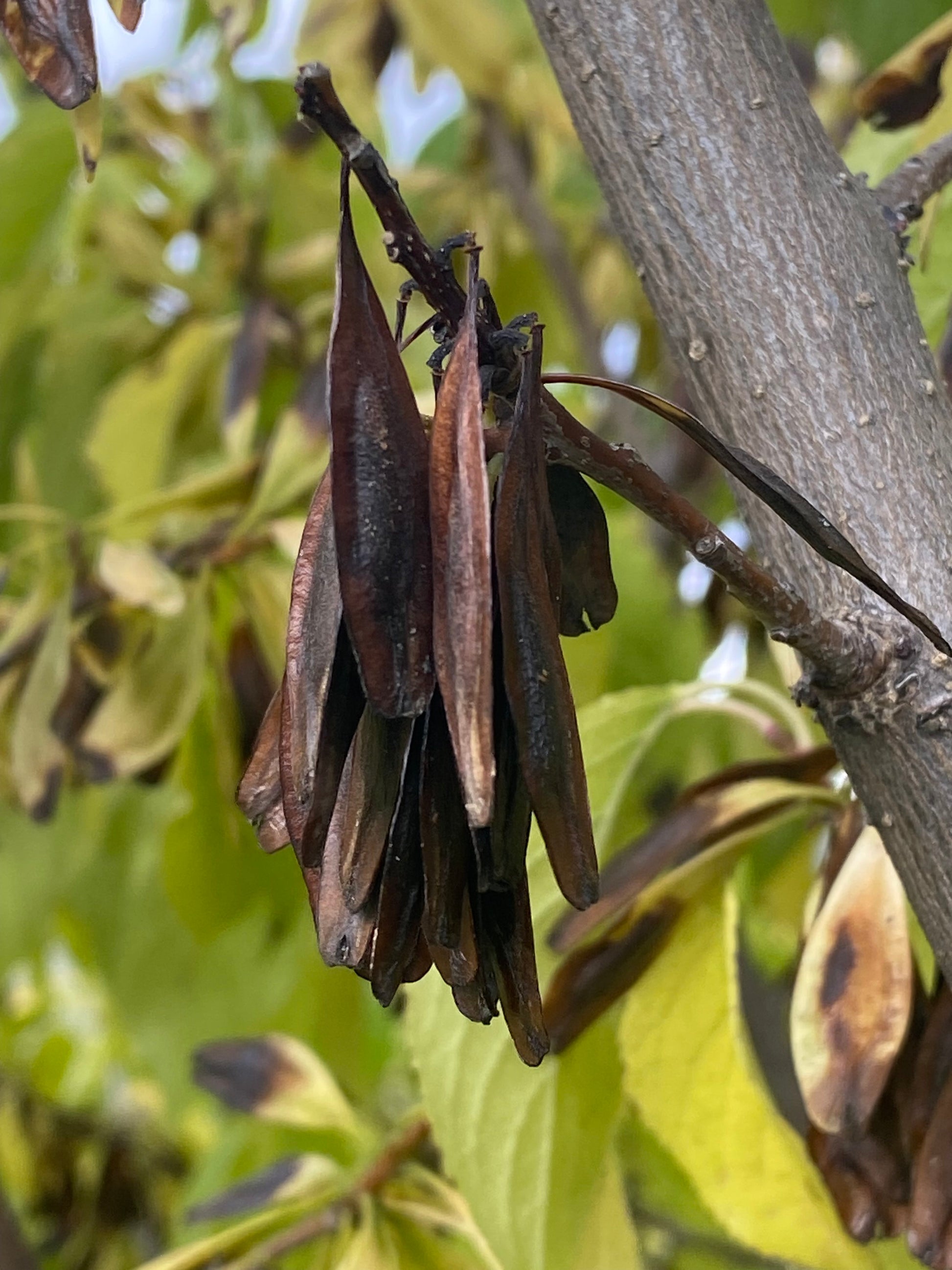 rare rubber tree Eucommia ulmoides