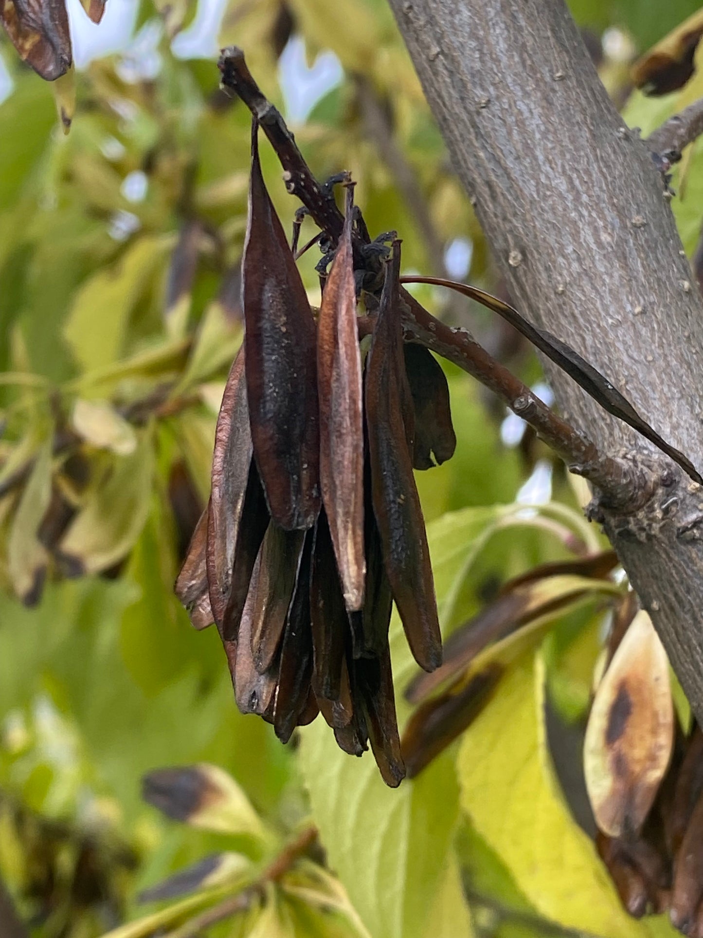 Eucommia ulmoides - Chinese Rubber Tree