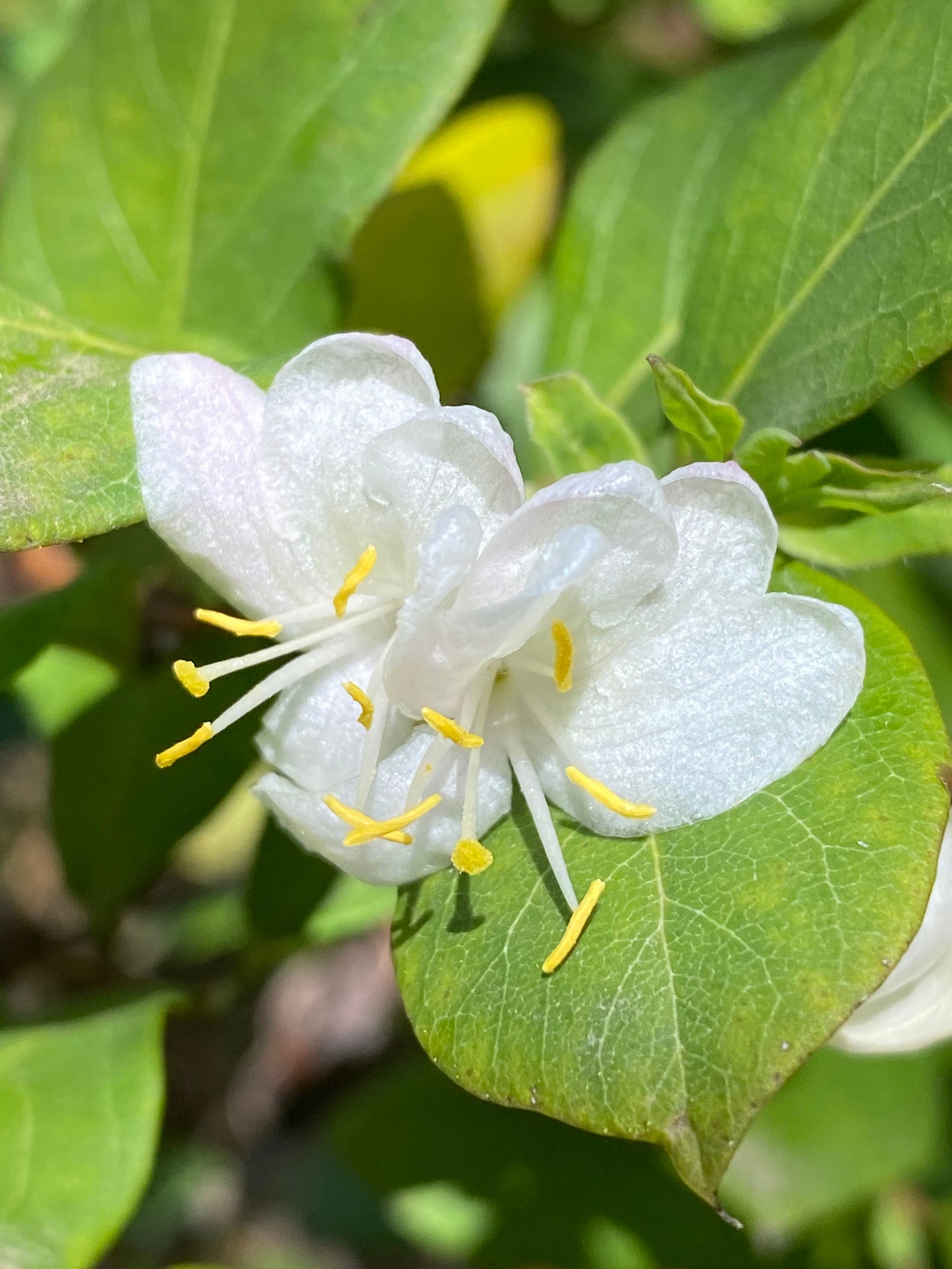 Lonicera fragrantissima - Winter Honeysuckle