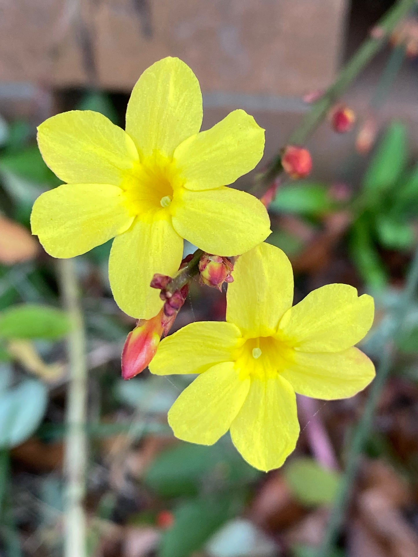 Jasminum nudiflorum - Winter Jasmine