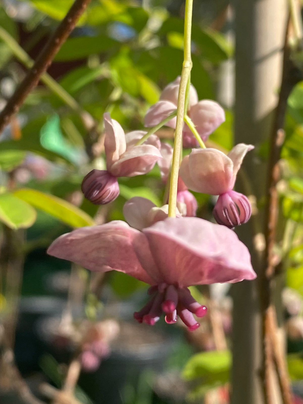 Akebia quinata - Chocolate Vine – Elswood Rare Plants