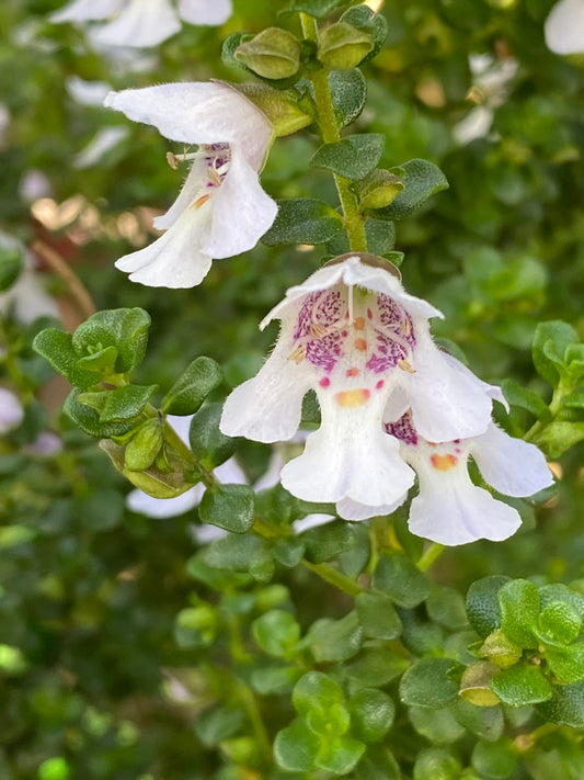 Prostanthera cuneata - Alpine Mint Bush