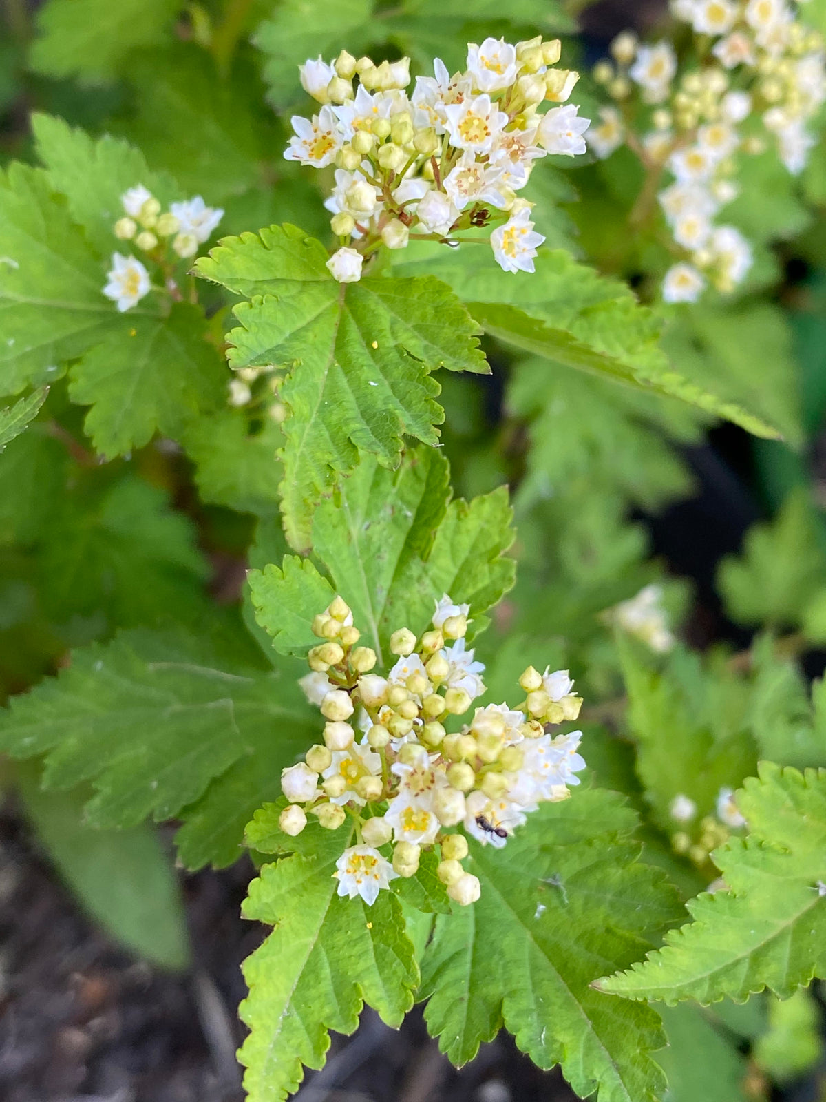 Stephenadra Neillia incisa Syn: Stephanandra incisa - Laceshrub – Elswood Rare Plants