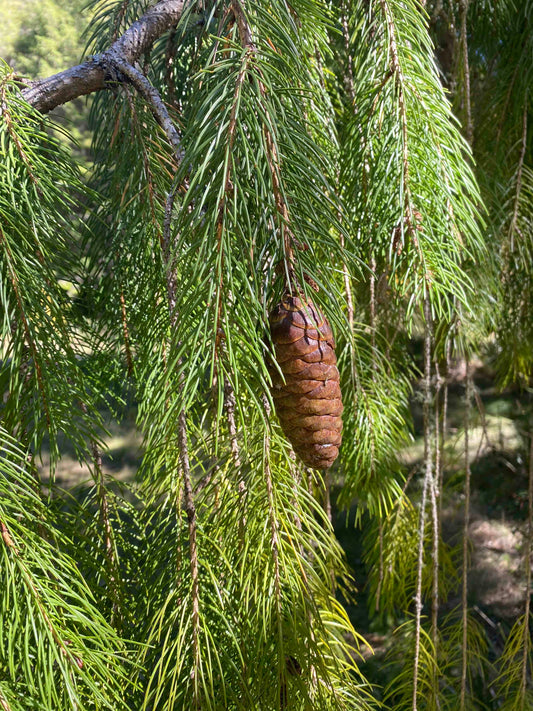 Picea smithiana - Himalayan Spruce