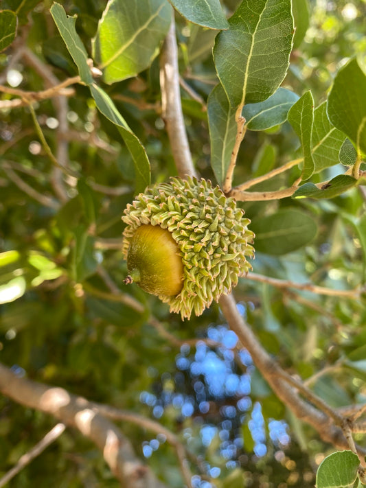 Quercus coccifera - Kermes Oak