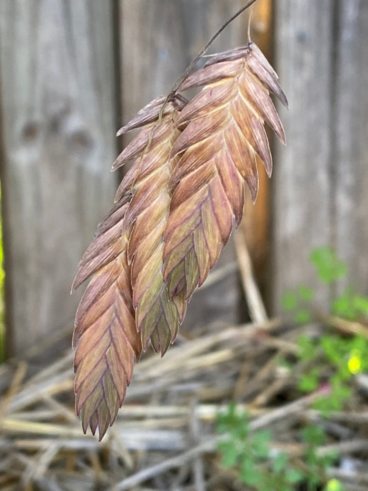 Chasmanthium latifolium - Inland Sea Oats