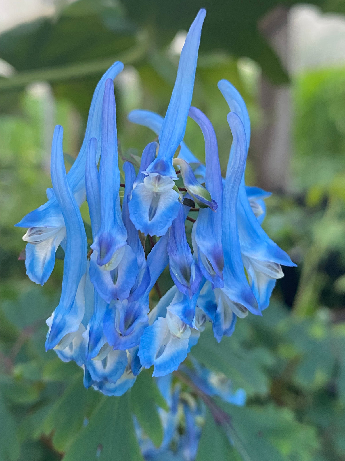 Corydalis flexuosa
