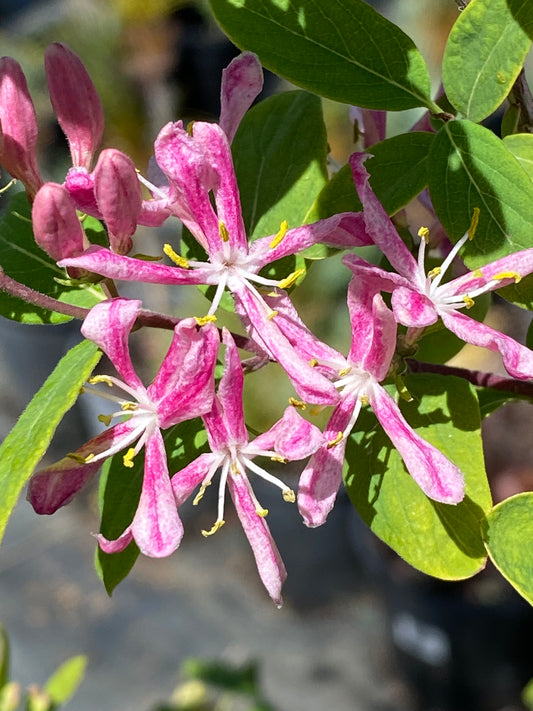 Lonicera tatarica - Tatatian Honeysuckle