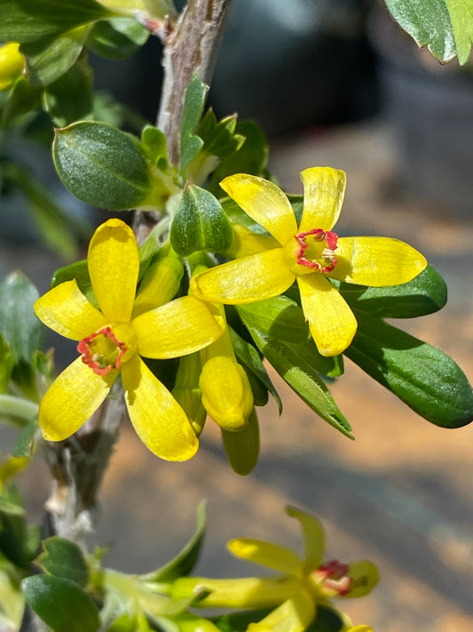 Ribes odoratum - Clove Current