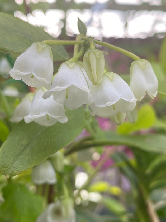 Zenobia pulverulenta - Honeycup Bush