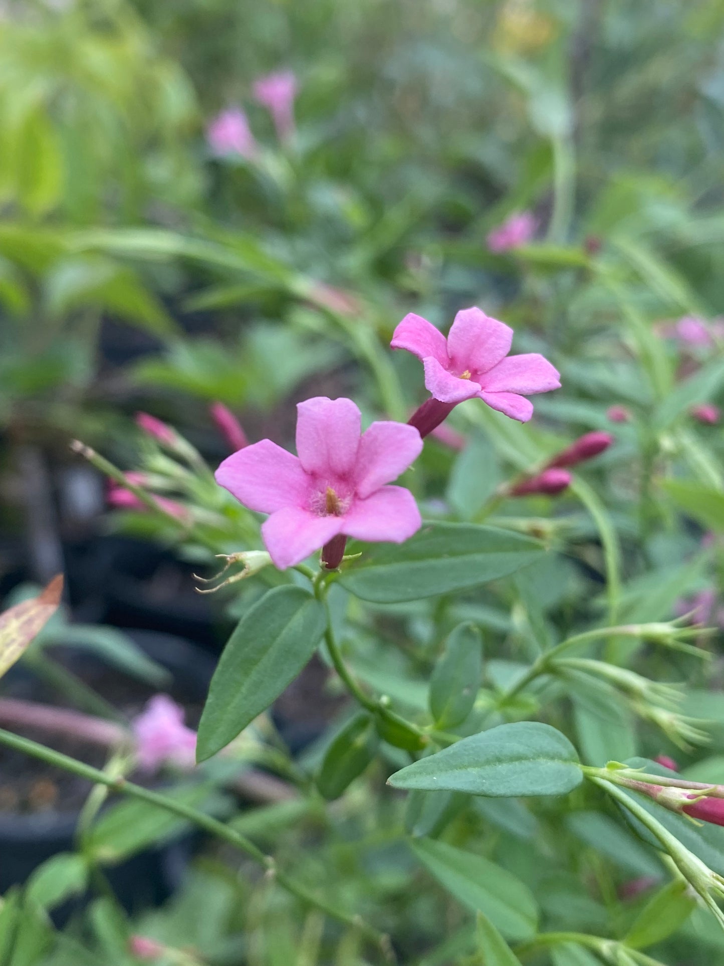 Jasminum beesianum - Red Jasmine
