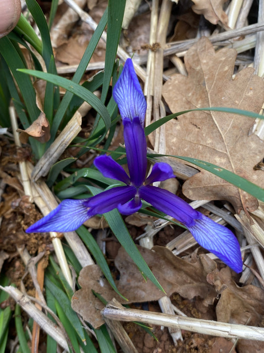 Iris sintenisii