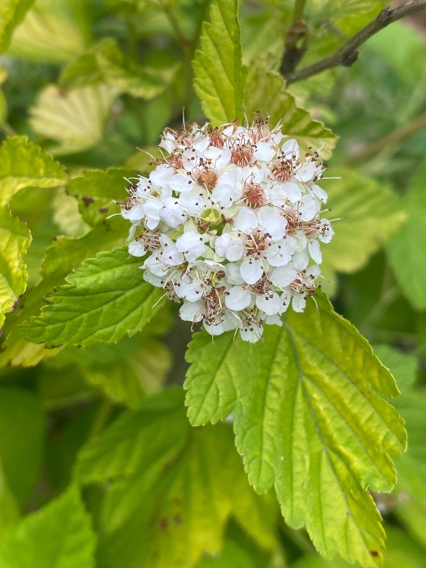 Physocarpus opulifolius 'Darts Gold'
