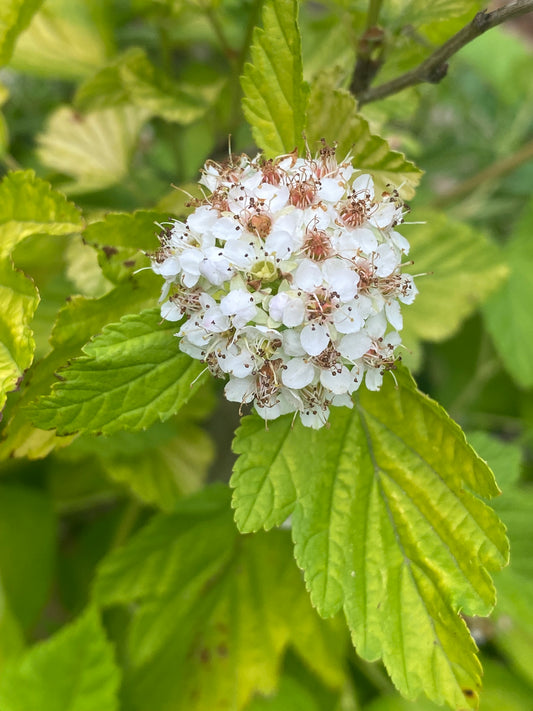 Physocarpus opulifolius 'Darts Gold'