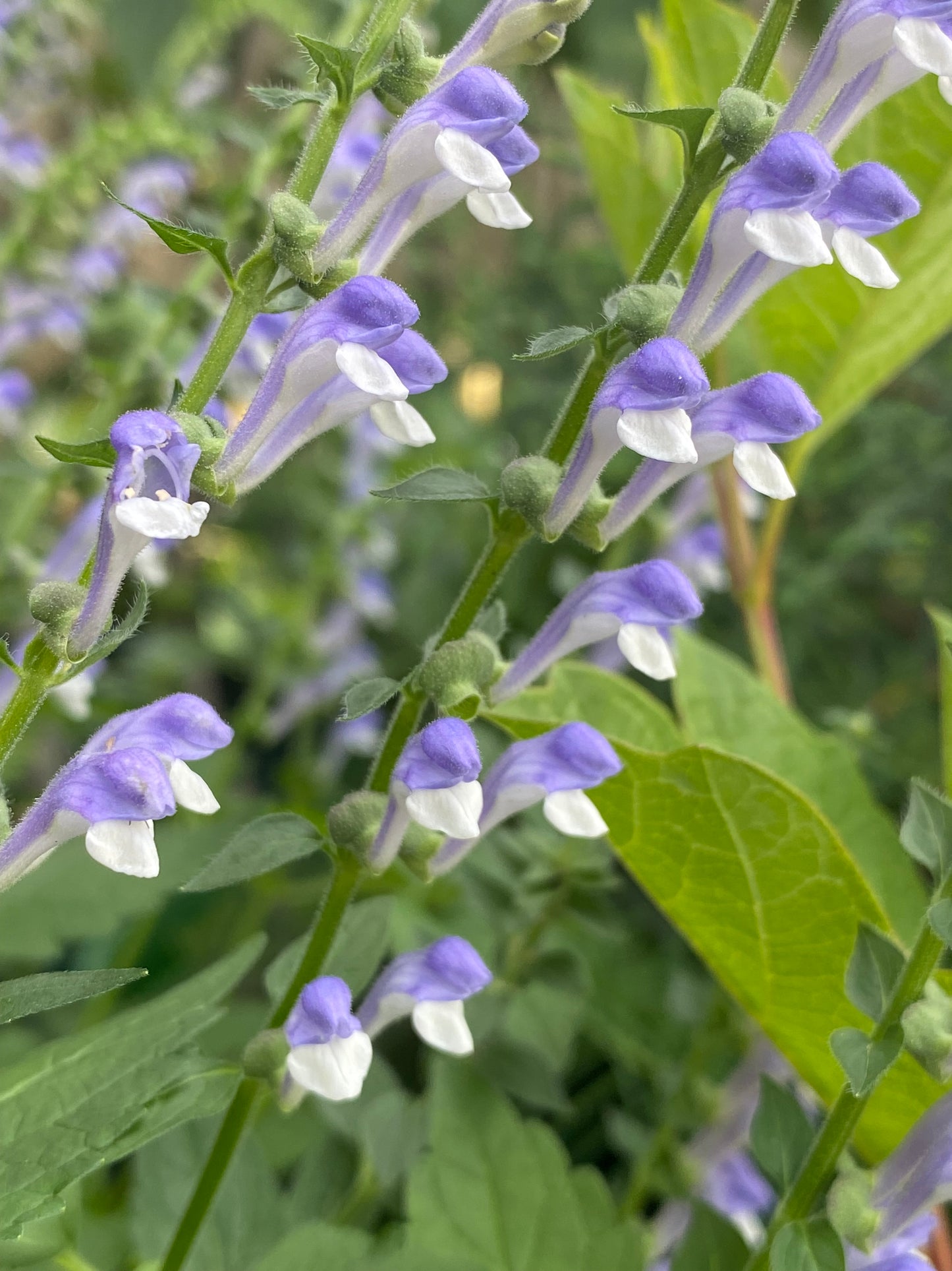 Scutellaria altissima - Tall Skullcap