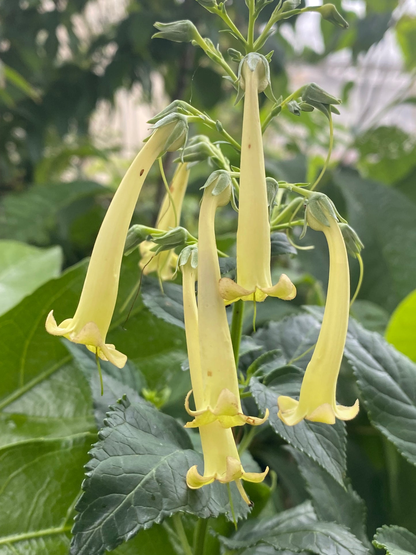 Phygelius aequalis 'Yellow Trumpet' - Yellow Cape Fuchsia