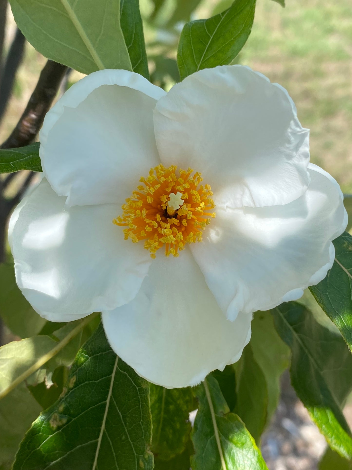 Franklinia alatamaha - Franklin Tree
