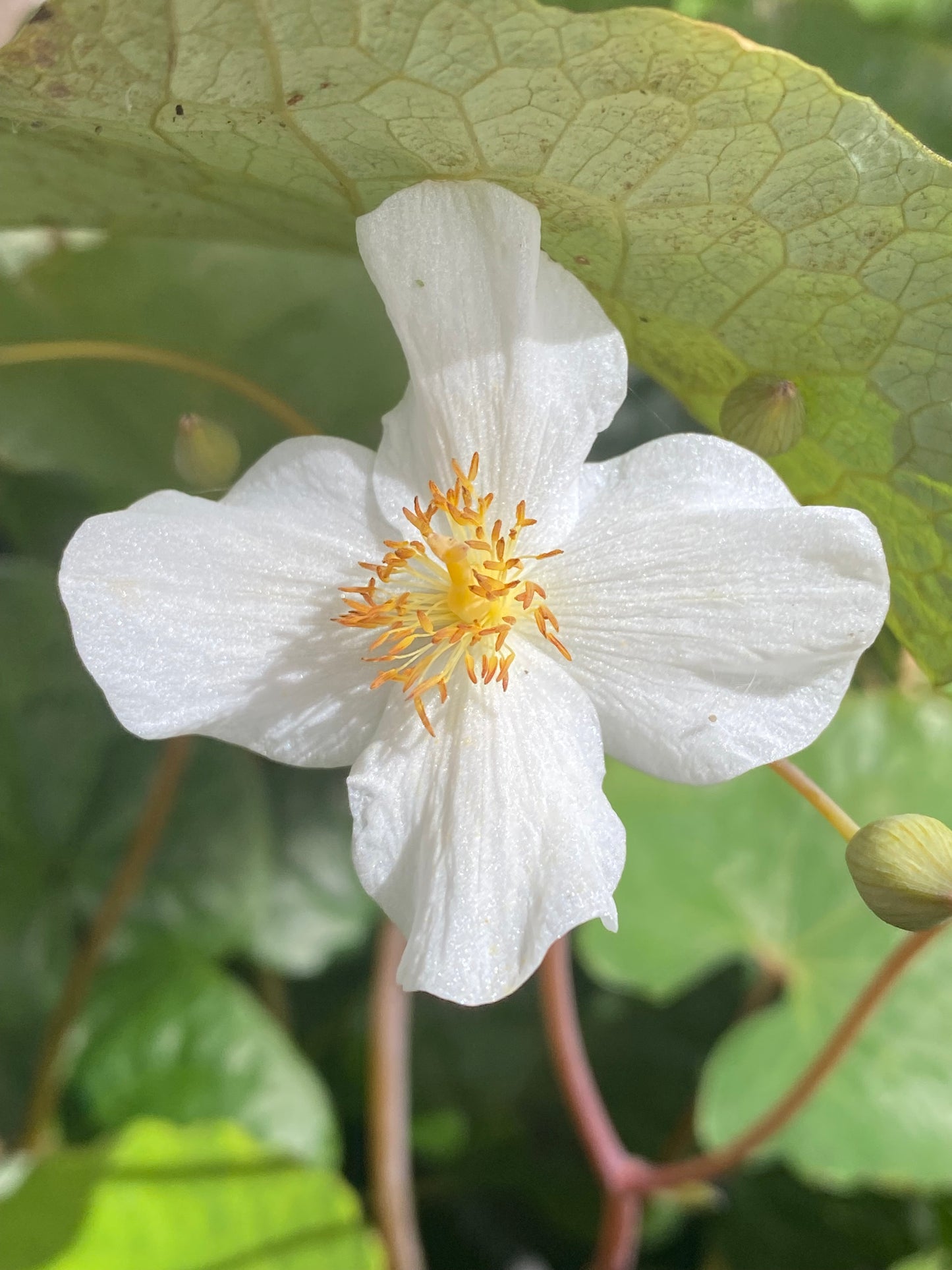 Eomecon chionantha - Snow Poppy