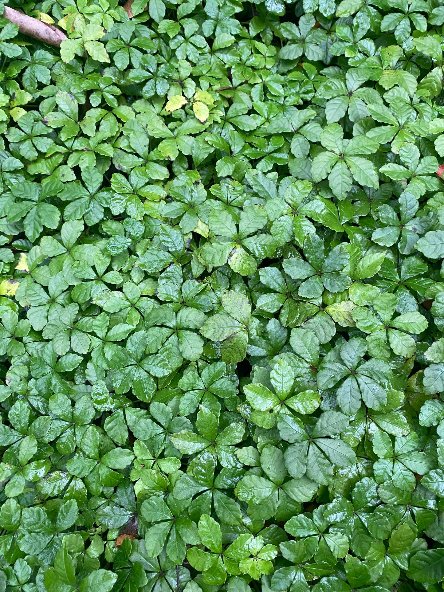 Tetrastigma obtectum