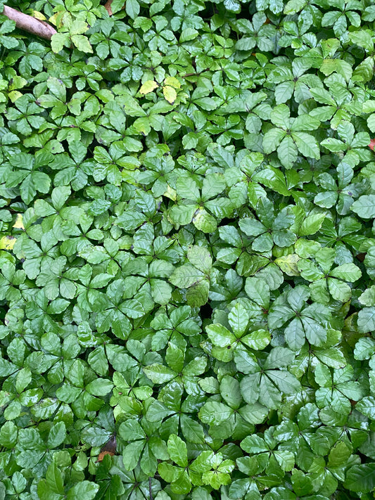 Tetrastigma obtectum