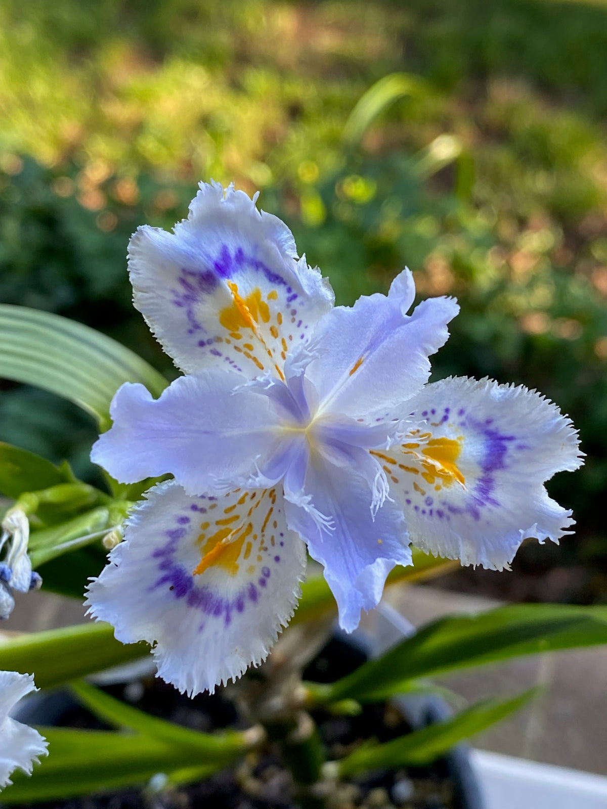 Iris wattii 'Sylvia'