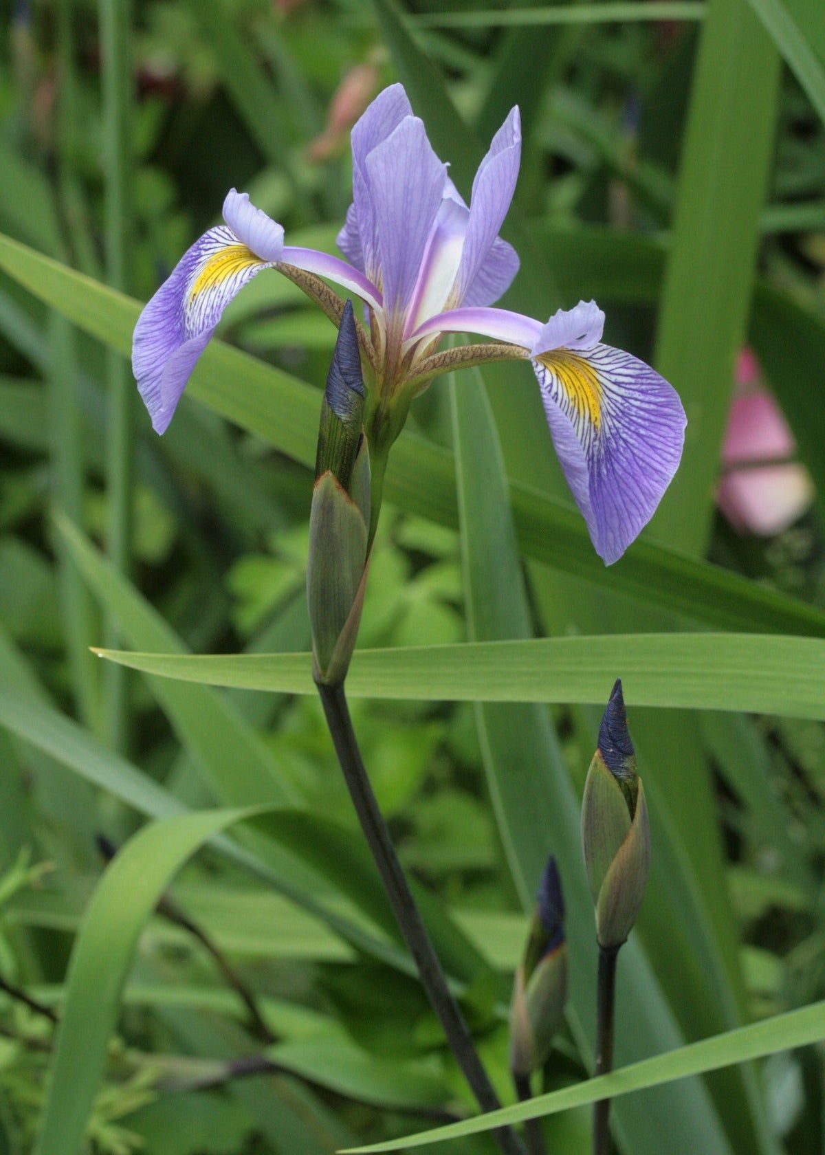 Iris x robusta 'Gerald Darby'