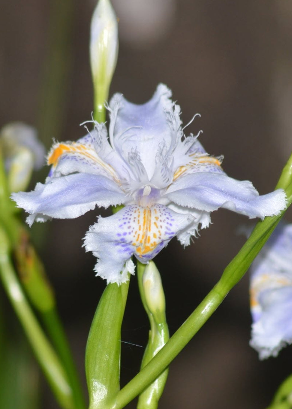 Iris japonica 'Ledger's Variety'