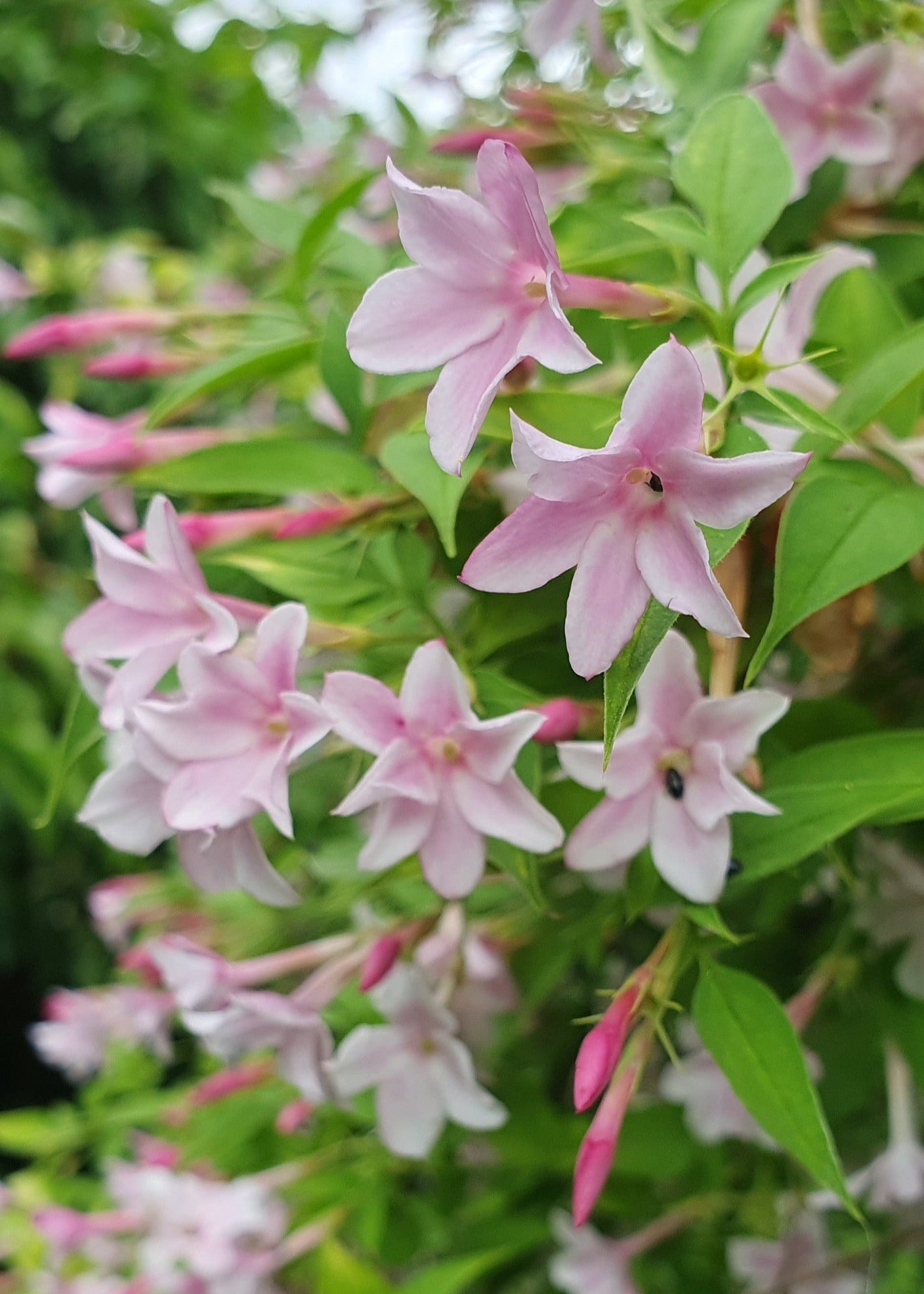 Jasminum x stephanense