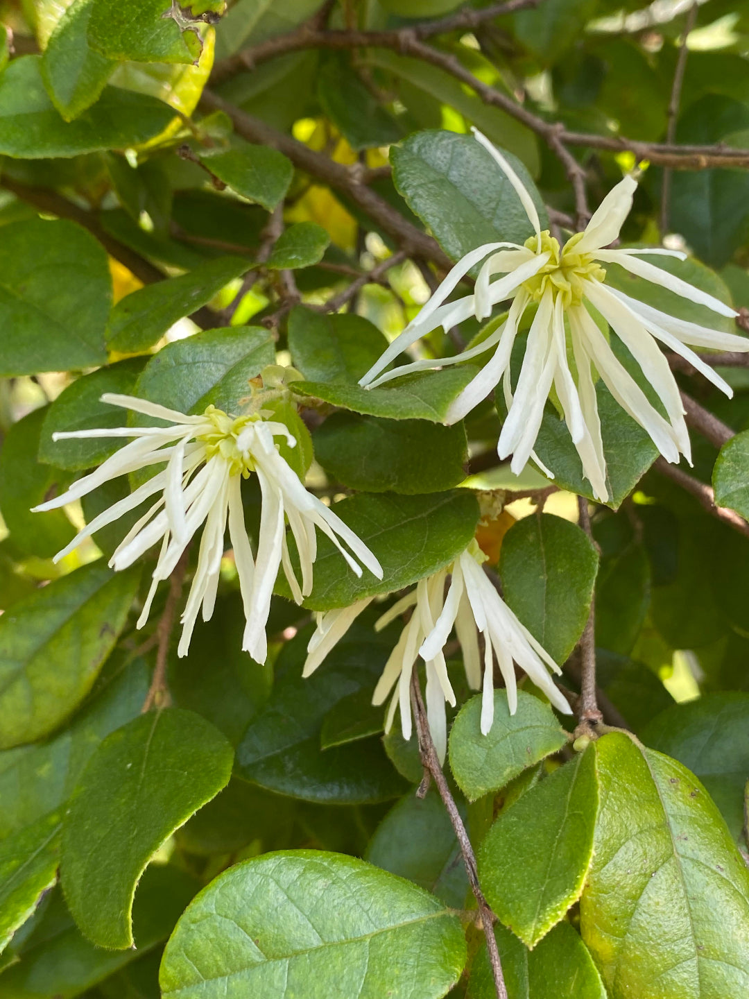 Close up picture of the Chinese Fringe Flower