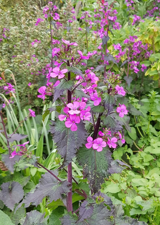 Lunaria annua ‘Chedglow’