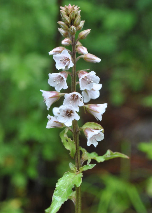 Lysimachia lichiangensis