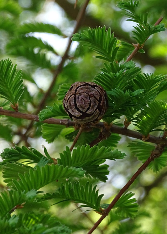 Metasequoia glyptostroboides - Dawn Redwood