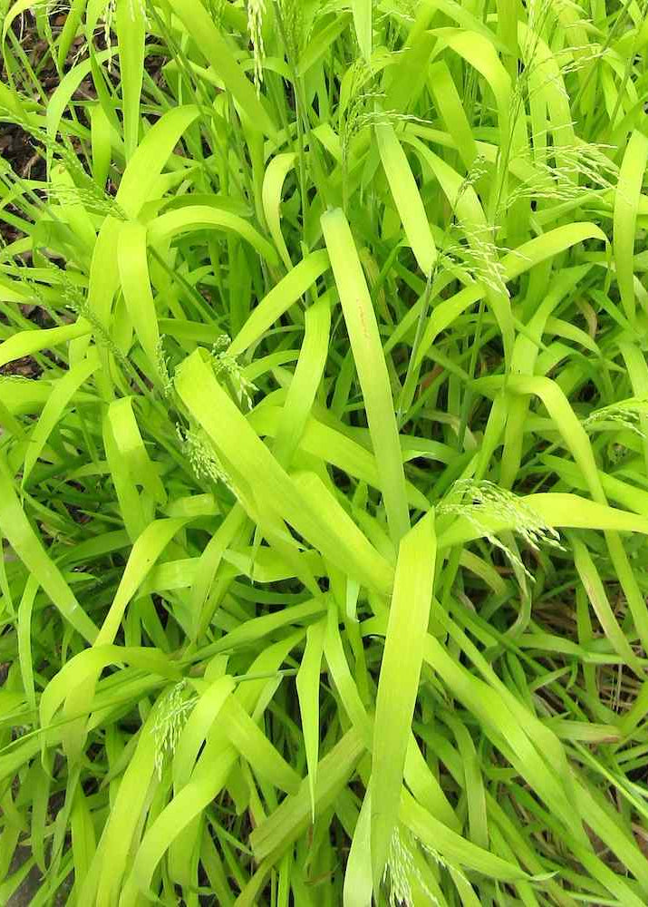 Milium effusum 'Aureum'