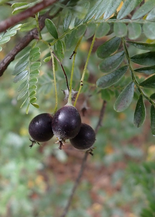 Osteomeles schwerinae - Bone Apple