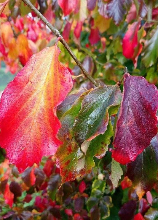 Parrotia persica - Persian Ironwood