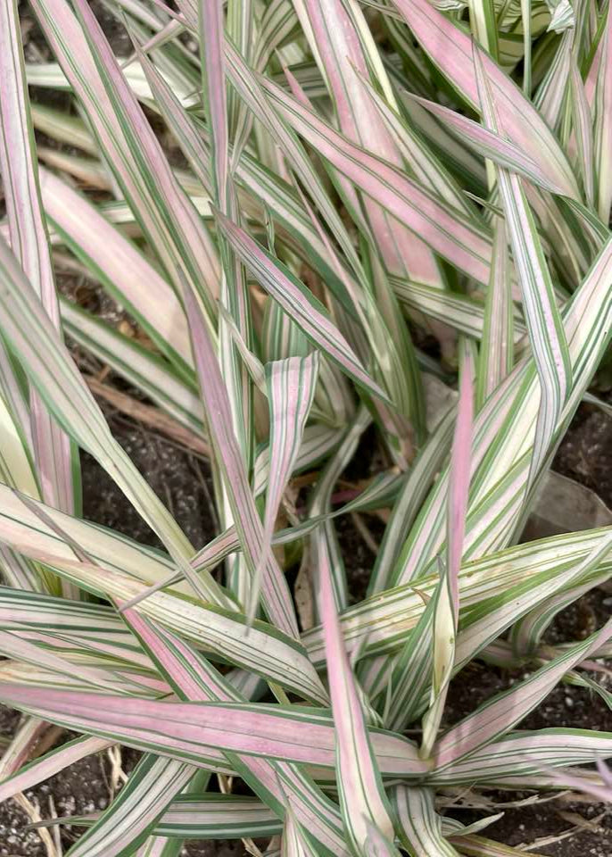 Phalaris arundinacea var. picta 'Feesey'