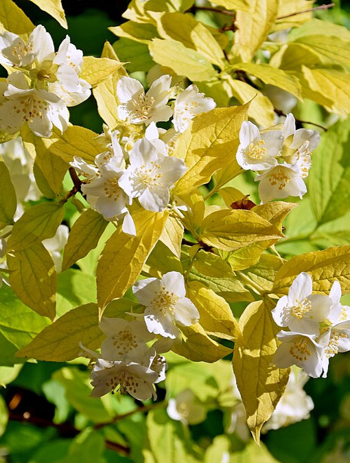 Close up of the flowers of the Golden Mock Orange