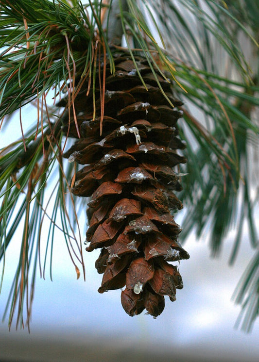 Pinus armandii - Chinese White Pine