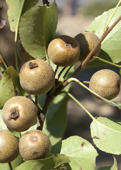 Pyrus pashia - Himalayan Wild Pear