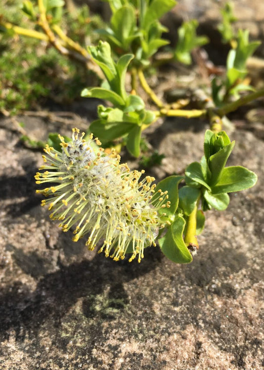 Salix apoda