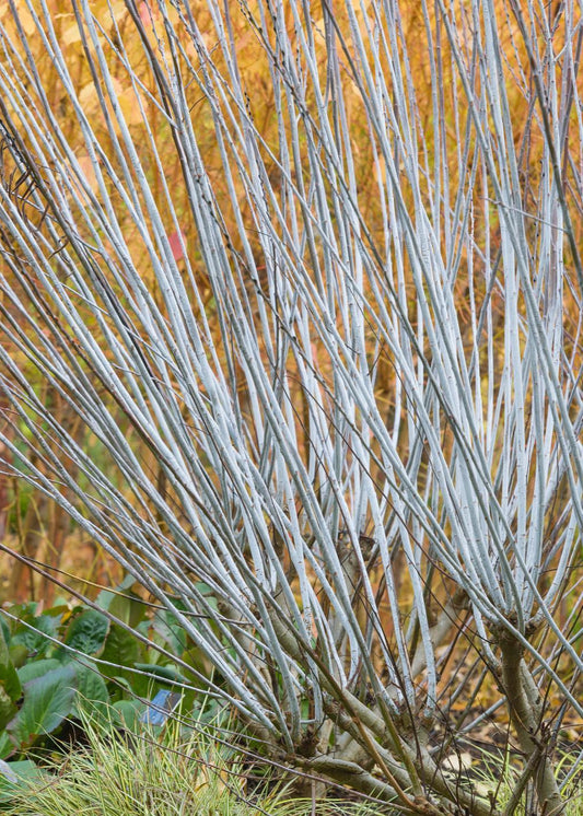 Salix irrorata - Blue-stemmed Willow