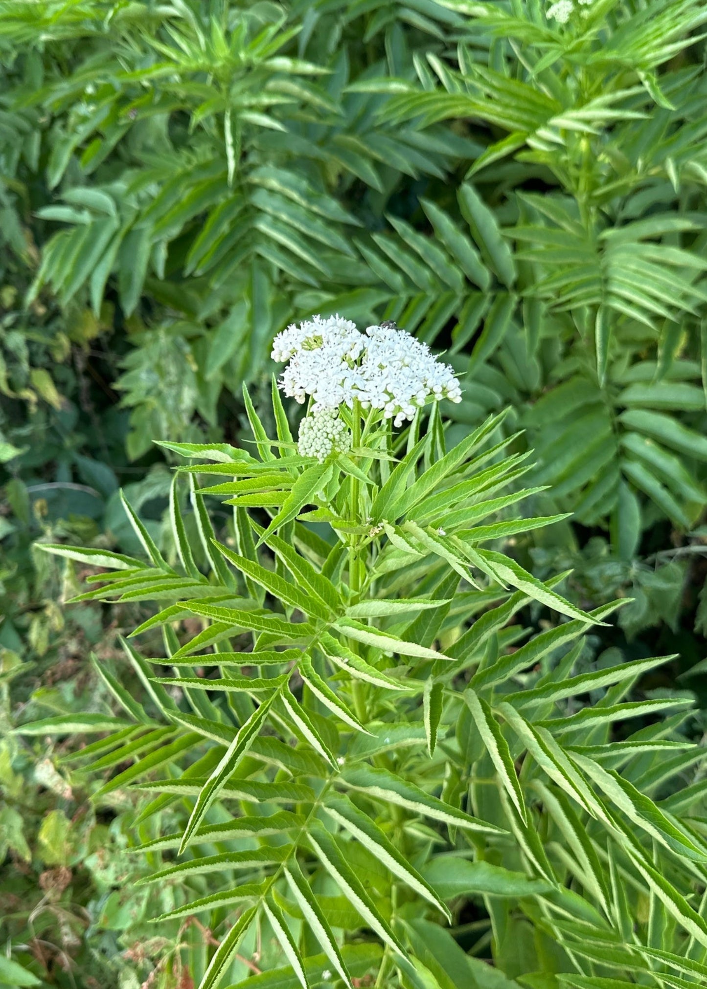 Sambucus ebulus - Danewort