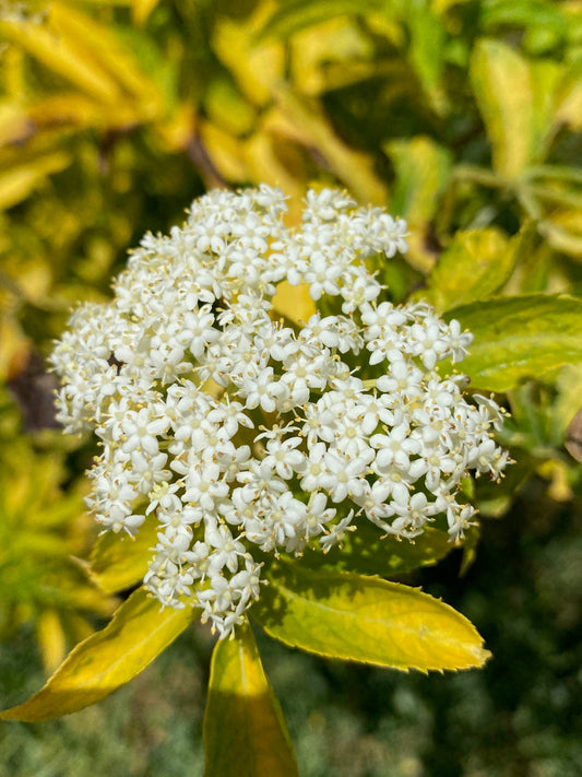 Sambucus nigra ‘Aurea’ - Goldern Elderberry