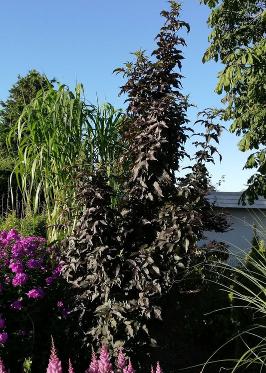 Sambucus nigra f. porphyrophylla 'Black Tower'